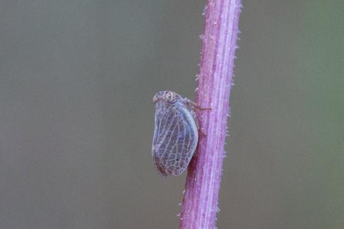 Agalmatium bilobum